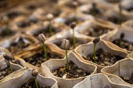Soil & Fertilizers